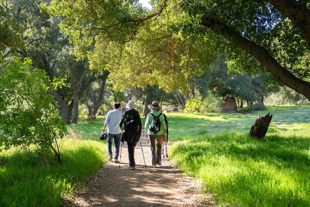 Three hikers walking on a forest path